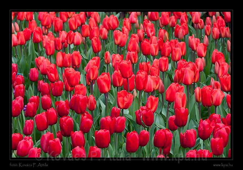 Keukenhof Hollandia 041.jpg